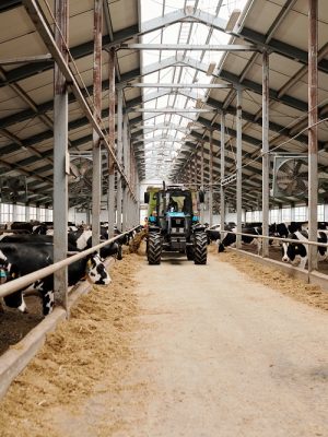 Two large paddocks with purebred milk cows eating livestock feed inside contemporary animal farm and tractor moving forwards along aisle